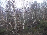 rra delle Concazze-Betula Aetnensis 20100425 005